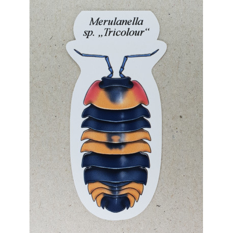 Merulanella sp. "Tricolour"