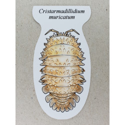 Cristarmadillidium muricatum